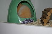 hamster 2013 img0087