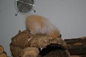 hamster 2013 img0106
