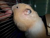 hamster 2013 img0132