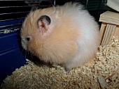 hamster 2013 img0134