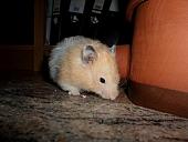 hamster 2013 img0179