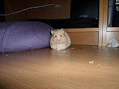 hamster 2013 img0180