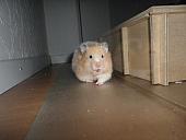 hamster 2013 img0181