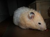 hamster 2013 img0182