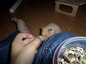 hamster 2013 img0183