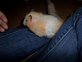 hamster 2013 img0189