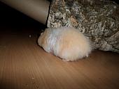 hamster 2013 img0191