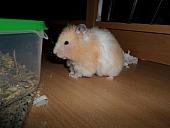 hamster 2013 img0283
