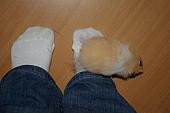 sonstiges hamster5 img0574