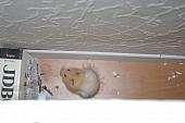 sonstiges hamster5 img0575