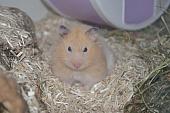 sonstiges hamster5 img0585