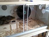 sonstiges hamster img0003