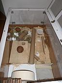 hamster 2013 img0155